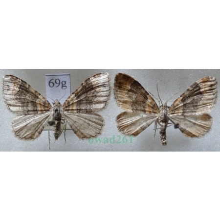 Xanthorhoe ferrugata (Clerck, 1759) pair Paśnik rdzawiak Czech69g